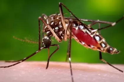 El mosquito Aedes aegypti es conocido como el mosquito "hogareo" por sus hbitos domiciliarios.