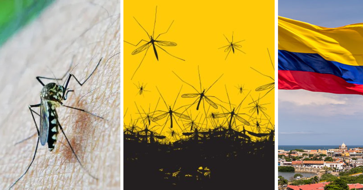 Cómo la manipulación de mosquitos está erradicando el dengue en Colombia: ¿se puede aplicar en Argentina?