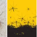 Cmo la manipulacin de mosquitos est erradicando el dengue en Colombia: se puede aplicar en Argentina?