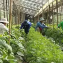Nueva renuncia de otro funcionario del gobierno de Javier Milei: temor por el "plan motosierra" en un organismo clave para el campo