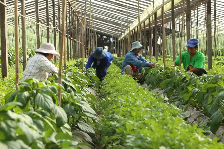 campesinos campo