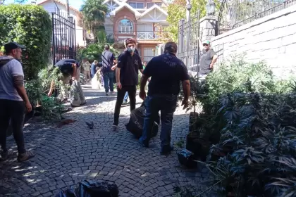 Decomisaron ms de 1.000 plantas de marihuana ocultas en una casa de San Isidro