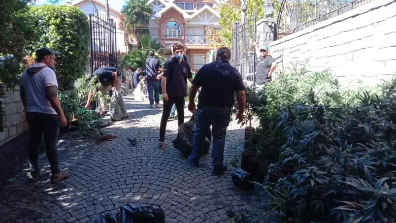 Decomisaron más de 1.000 plantas de marihuana ocultas en una casa de San Isidro