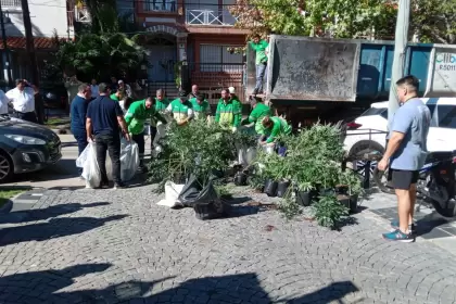 Decomisaron ms de 1.000 plantas de marihuana ocultas en una casa de San Isidro