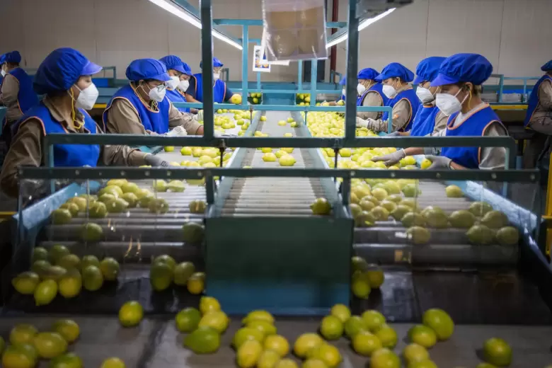 Ledesma sigue liderando las exportaciones argentinas de naranjas y pide que se abra el codiciado mercado de EE.UU.