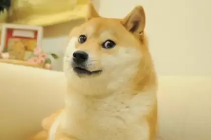 Kabosu, el perro detrs del meme Doge.
