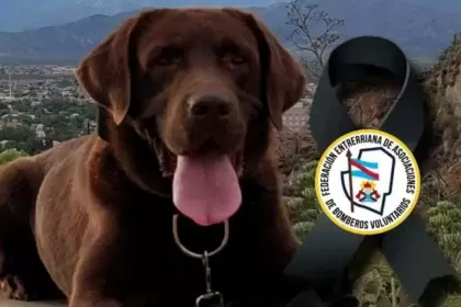Muri Nern, uno de los perros que encontr rastros de Loan en Corrientes