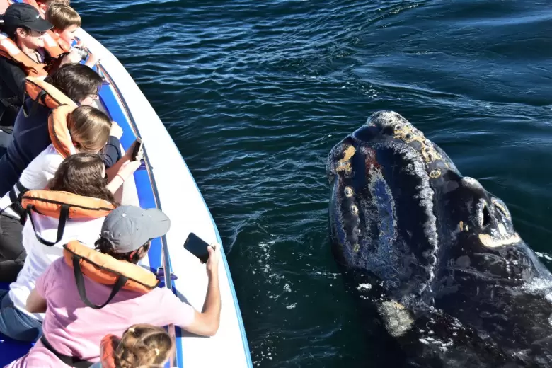 Península Valdés y Avistaje de Ballenas