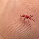 Confirmado: lanzarán 80.000 mosquitos estériles fluorescentes en el Conurbano bonaerense