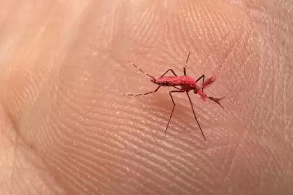 ALERTA por la invasión de 30.000 mosquitos colorados estériles: piden por favor no matarlos