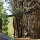 Histórico e imperdible: el árbol argentino más viejo que sobrevivió a volcanes e incendios y está abierto al público