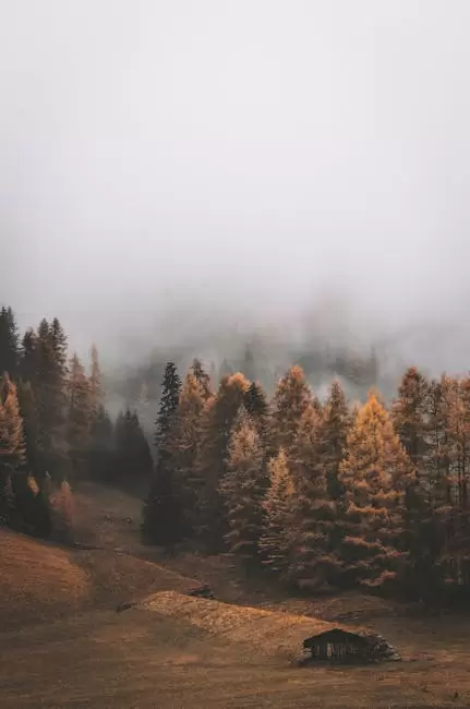 Camino A Lo Largo De Los Pinos