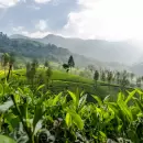 Buscan crear un mercado de carbono: esto dice el nuevo proyecto