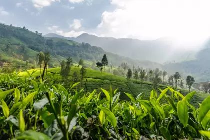 El carbono como commodity verde es una oportunidad histórica