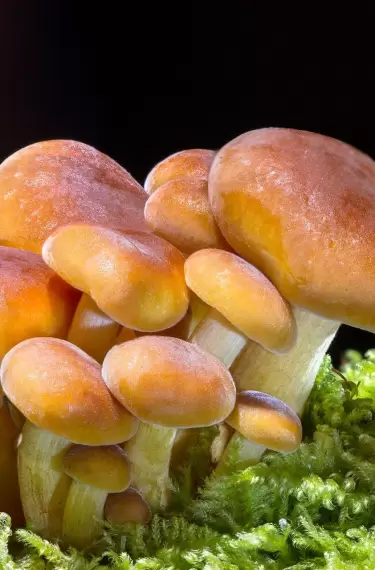 Carnes alternativas y la novedad de los hongos