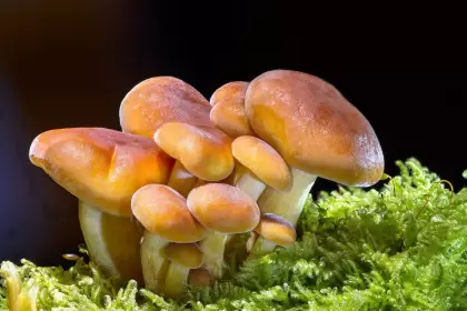 Carnes alternativas y la novedad de los hongos