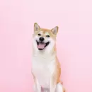 Shiba Inu: Qué hay de oportunidad y que hay de alto riesgo en la meme coin del perrito
