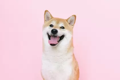 En el ecosistema de Shiba Inu la quema de tokens representa un pilar fundamental sobre el cual se mantiene a raya la depreciación.