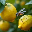 DENGUE: el secreto con cáscaras de limón para ahuyentar mosquitos de forma natural
