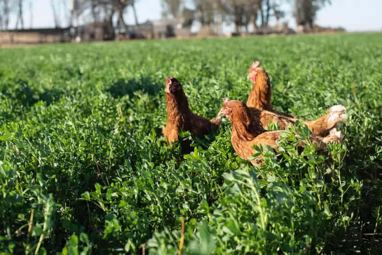 huevos de gallinas libres