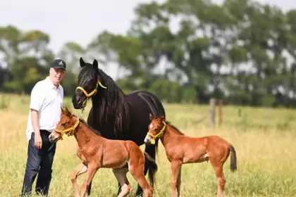 Avance científico revolucionario: nacen en Argentina los primeros cinco caballos modificados genéticamente