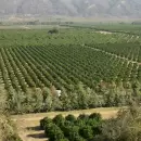 Ledesma aumentó 24% su producción de frutas