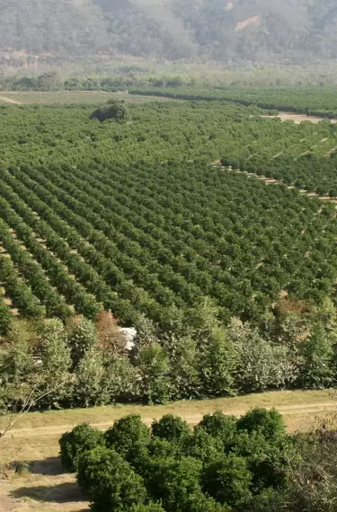 Los mercados principales de los aceites y jugos de Ledesma fueron EE.UU. y la UE.
