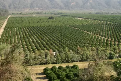Los mercados principales de los aceites y jugos de Ledesma fueron EE.UU. y la UE.