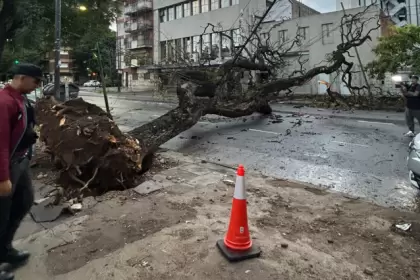 Árbol caído en Álvarez Thomas y Elcano