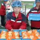 ALARMA en la PATAGONIA: China anunció que comenzó a exportar peras a la Argentina