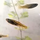 La UBA entrega gratis peces que eliminan 100% las larvas
