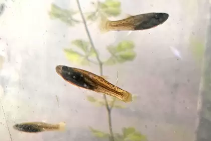 Cómo pedir gratis los peces que comen larvas del mosquito