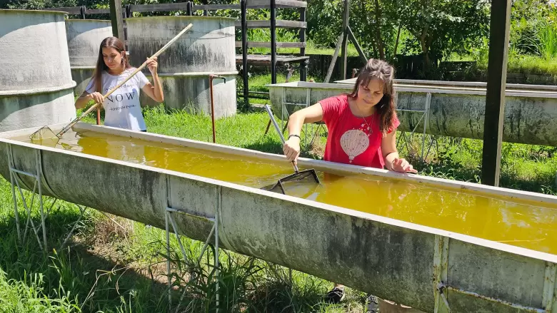¿Tenés pileta sin usar? Estos pececitos te salvan del dengue