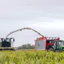 Lluvias inesperadas, cosecha récord: el campo argentino se prepara para ingresar US$ 31.600 millones