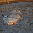 Segundo hallazgo en una semana: Prefectura investiga un fenómeno inquietante en el Río de la Plata