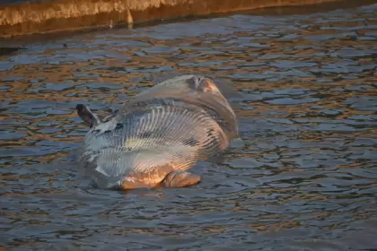 Alerta y misterio en el Río de la Plata: apareció otra ballena muerta en la Costanera y son dos en una semana