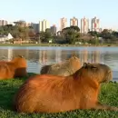 NORDELTA: Milei ordenó sacar todos los carpinchos y les aplicarán vacunas anticonceptivas