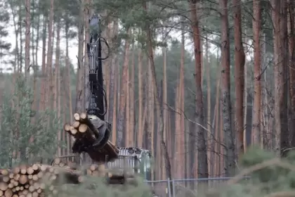 El árbol, el bosque y la reconfiguración productiva de Argentina