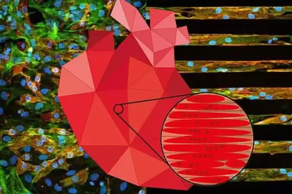 Un parche con células vivas y diseño japonés promete regenerar corazones