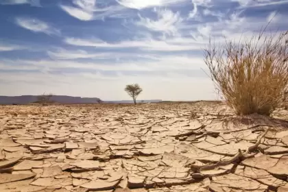 Pierde nutrientes, agua y vida: el 36% del suelo argentino está en peligro