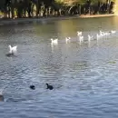 Robo de gansos en los lagos de Palermo: qué pena le podrían dar al ladrón
