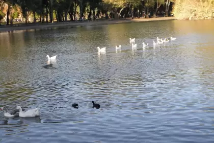 Robó dos gansos de los lagos de Palermo y los llevó a nadar en su pileta: grabó todo y lo publicó en sus redes