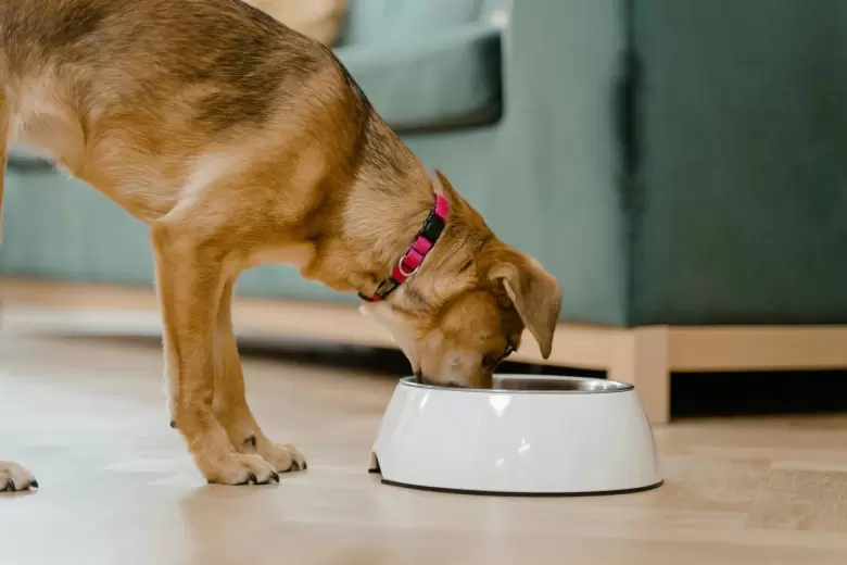 Mercado de comida de mascotas: así será en 2030