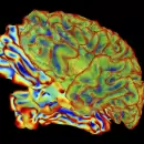 La IA que traduce pensamientos en texto: así funciona el nuevo "subtitulador" del cerebro