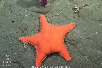 Vuelve el streaming del Conicet bajo el mar Argentino: cómo y cuándo será