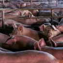 España despliega el Ejército tras el brote de peste porcina africana