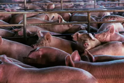 España en alerta: peste porcina cerca de Barcelona pone en jaque la industria cárnica