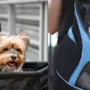 Trenes y micros permitirán mascotas: qué animales se aceptan y qué piden