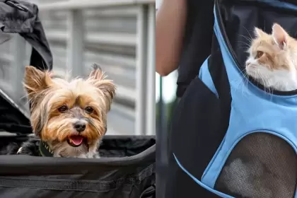Adiós a la prohibición de 1936: trenes y micros ahora son pet friendly