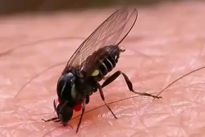 Alerta por el barigüí: la mosca negra que muerde y preocupa en Buenos Aires